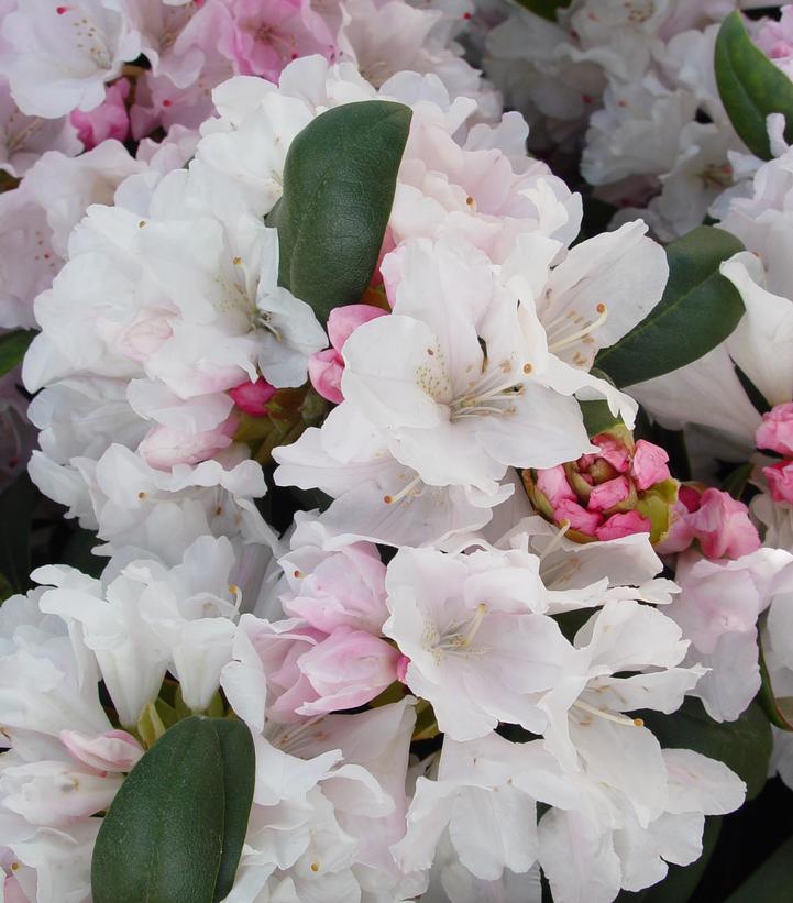 Image Credit: Prides Corner Farms