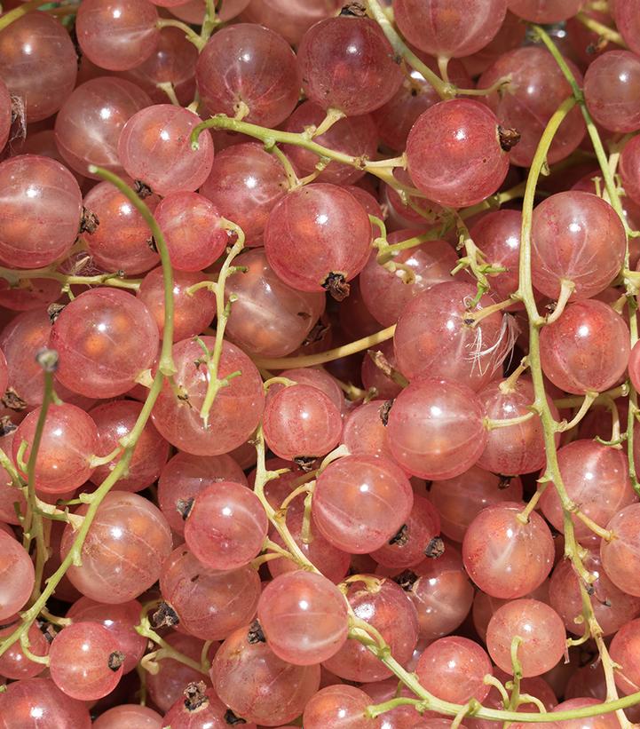 Photo Credit: Shutterstock