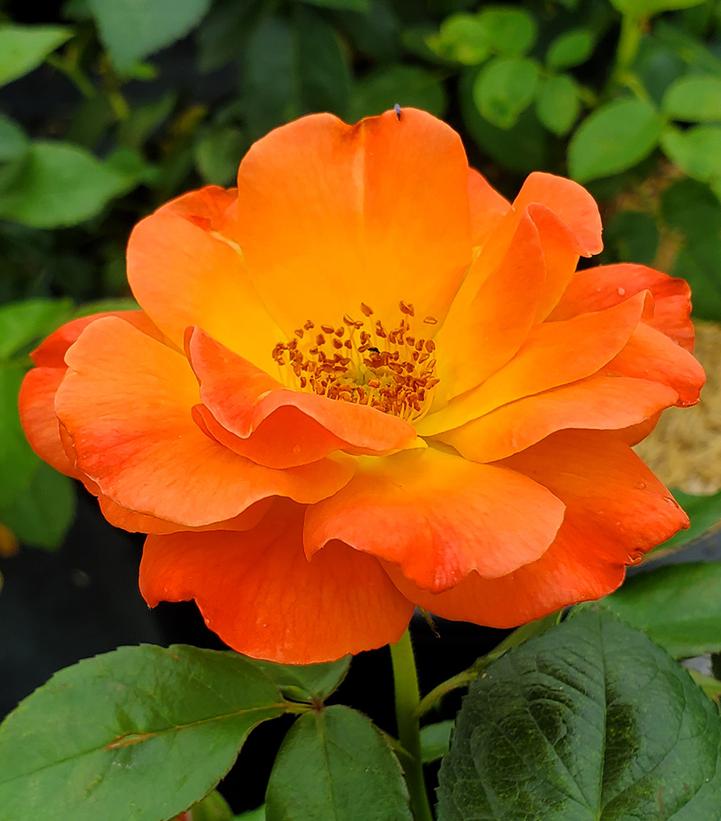 Image Credit: Prides Corner Farms