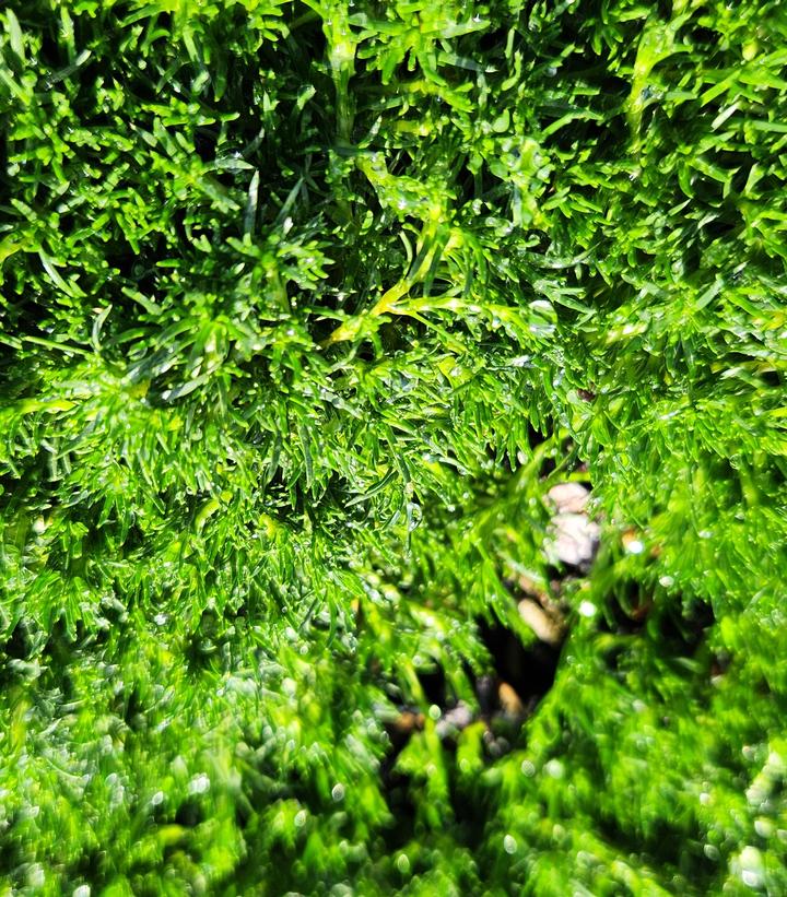 Image Credit: Prides Corner Farms