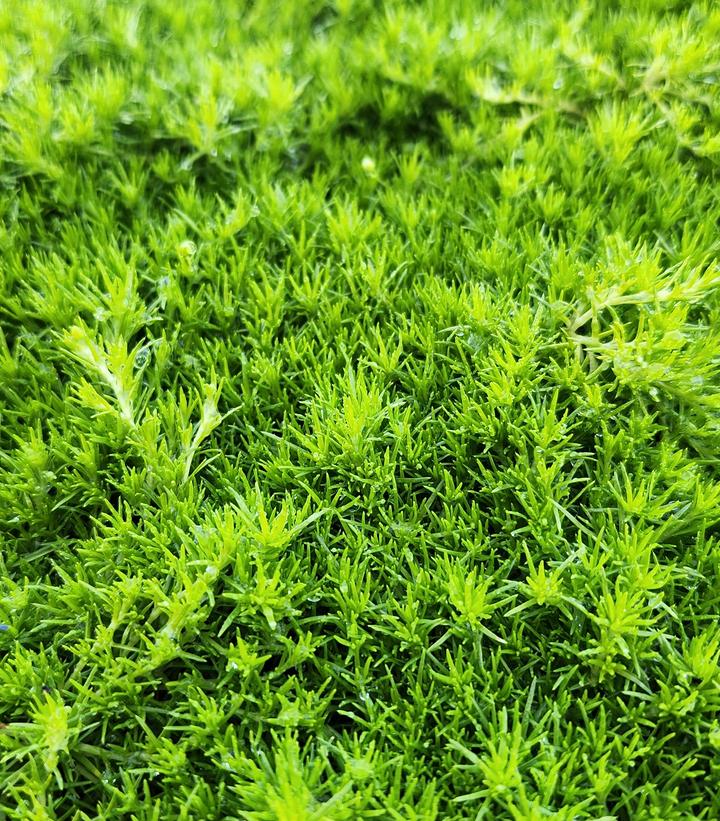 Image Credit: Prides Corner Farms