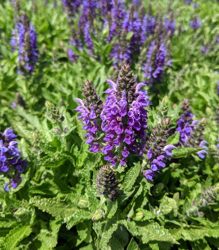 Image Credit: Prides Corner Farms