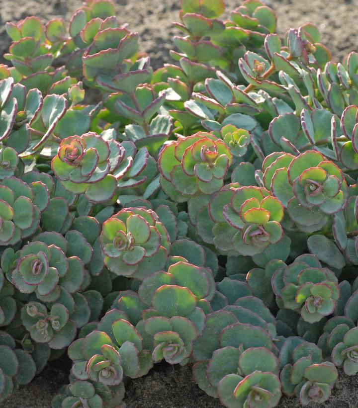 Image Credit: Walters Gardens