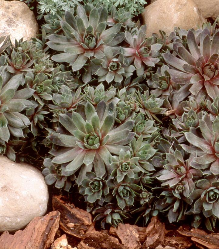 Image Credit: Walters Gardens