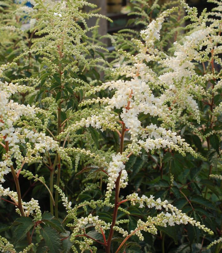 Astilbe japonica 'Deutschland'