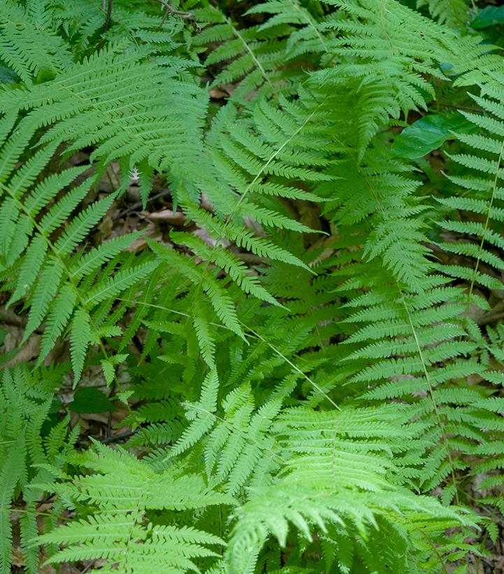 Image Credit: Wikipedia user Wasp32