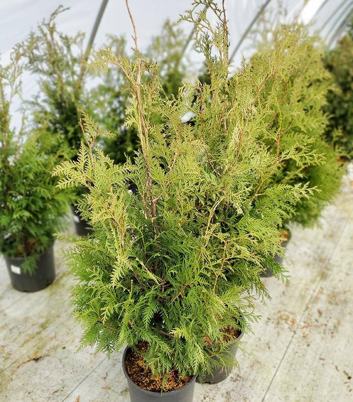 Thuja occidentalis 'Nigra'