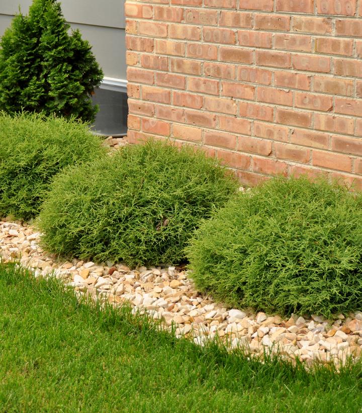 Image Credit: Bailey Nursery