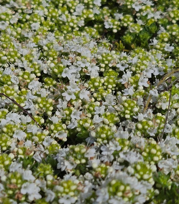 Image Credit: Prides Corner Farms