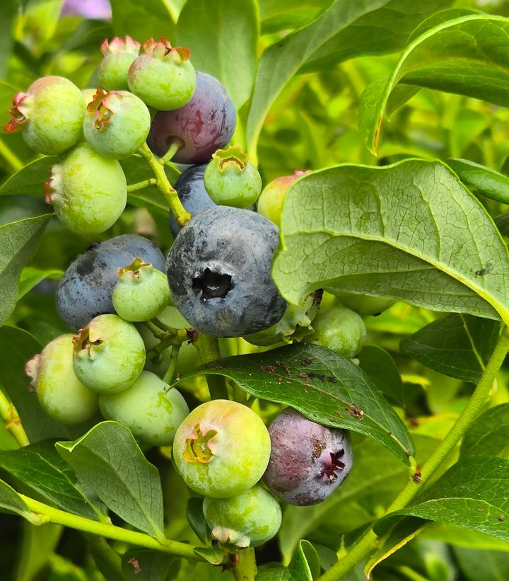 Image Credit: Prides Corner Farms