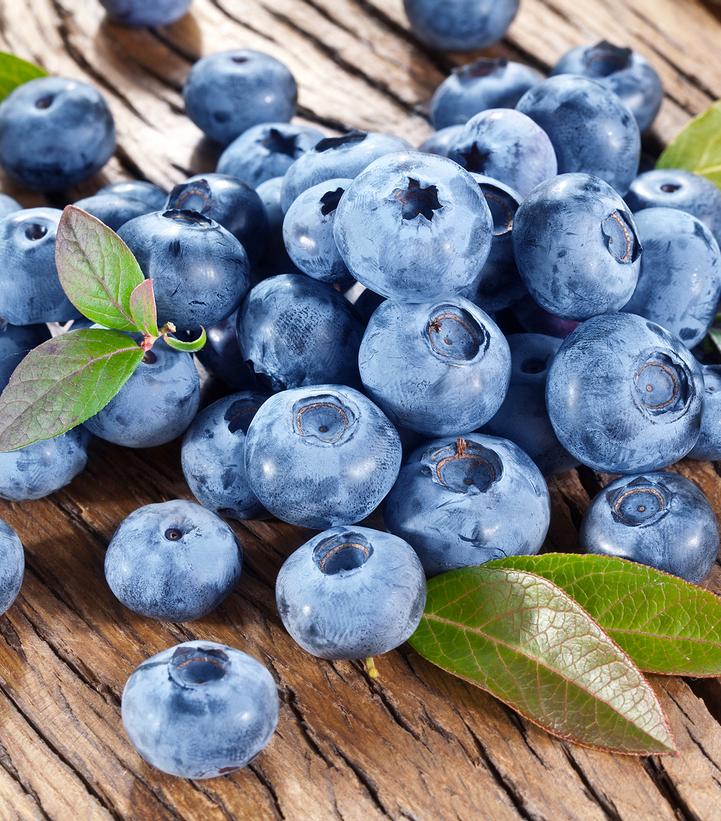 Image Credit: Ball Horticulture