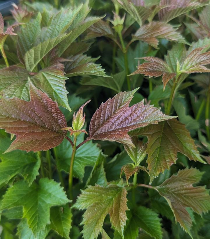 Image Credit: Prides Corner Farms