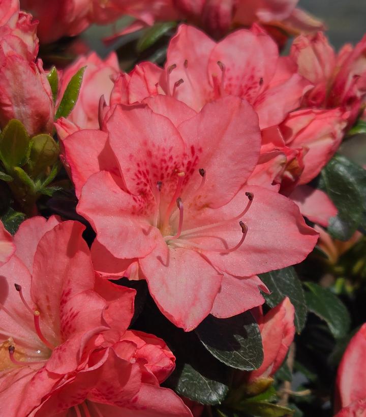 Image Credit: Prides Corner Farms