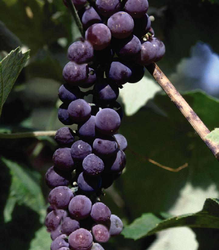 Image Credit: Bailey Nursery