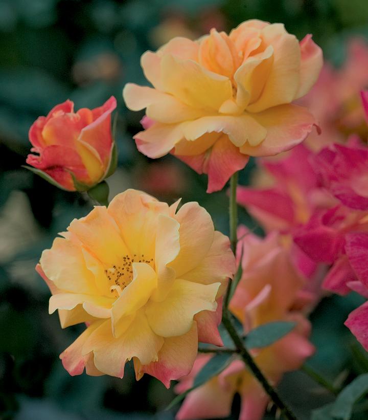 Image Credit: Star Roses and Plants