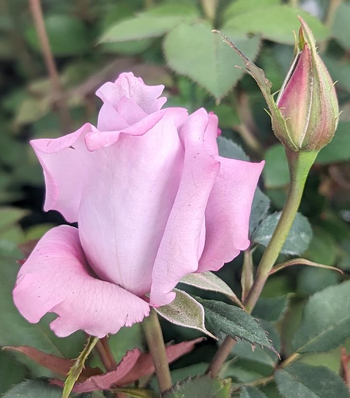 Image Credit: Prides Corner Farms