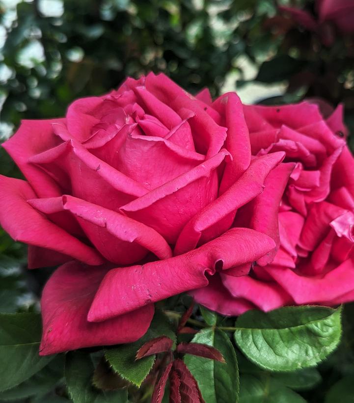 Image Credit: Prides Corner Farms