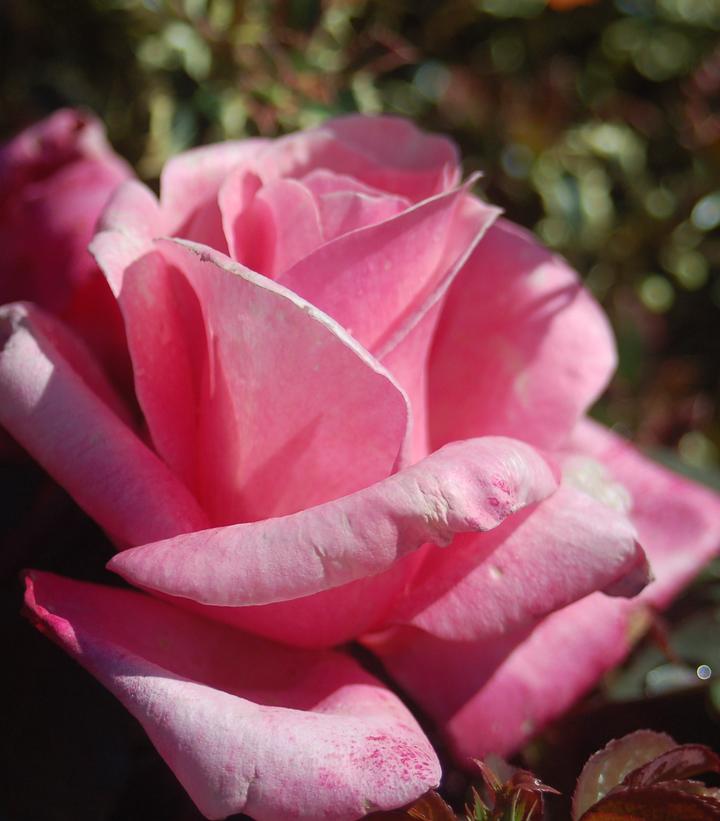 Image Credit: Prides Corner Farms