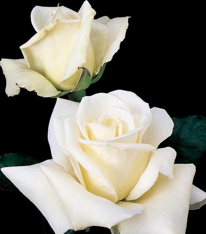 Rosa John F. Kennedy