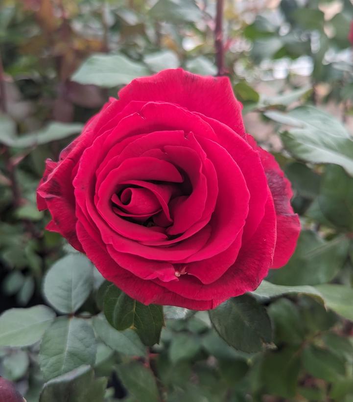 Image Credit: Prides Corner Farms