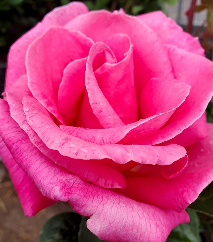 Image Credit: Prides Corner Farms