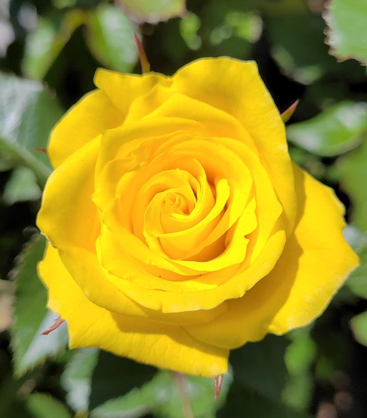 Image Credit: Prides Corner Farms