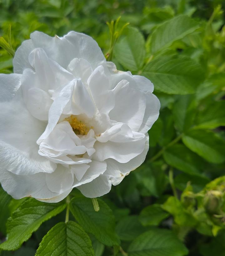 Image Credit: Prides Corner Farms