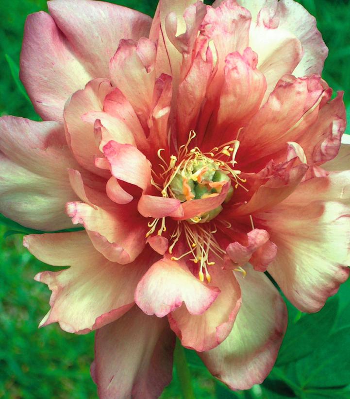 Image Credit: Ball Horticulture