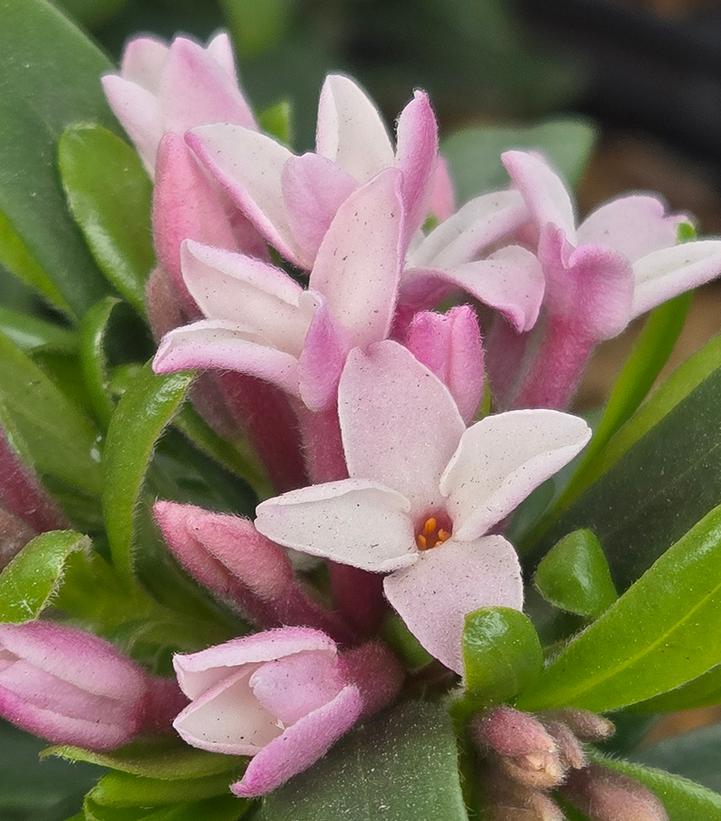 Image Credit: Prides Corner Farms