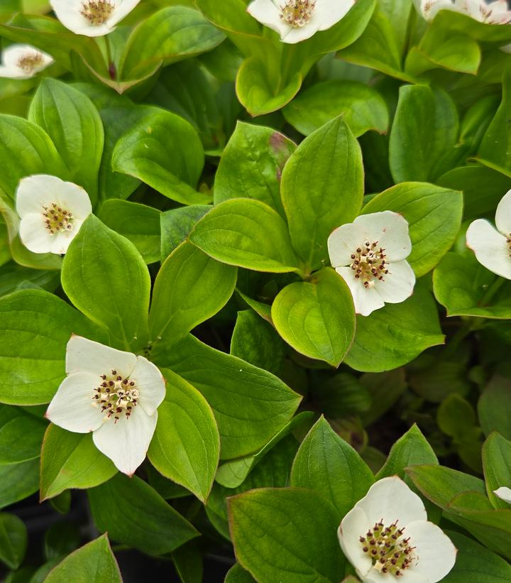 Image Credit: Prides Corner Farms