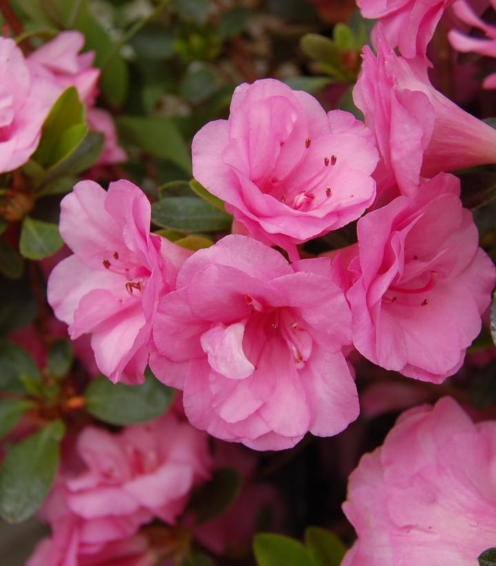 Azalea x 'Rosebud'
