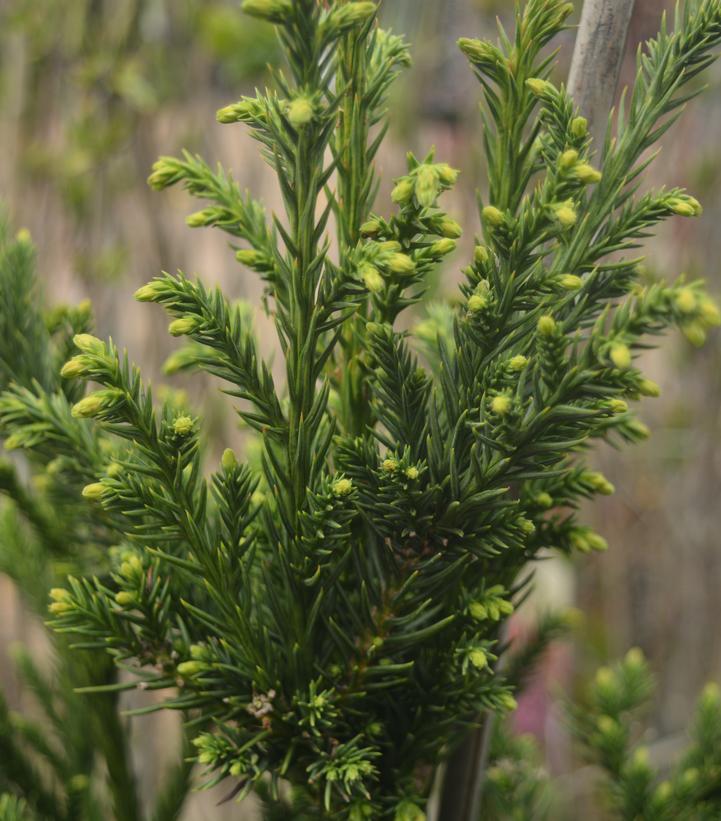 Image Credit: Prides Corner Farms