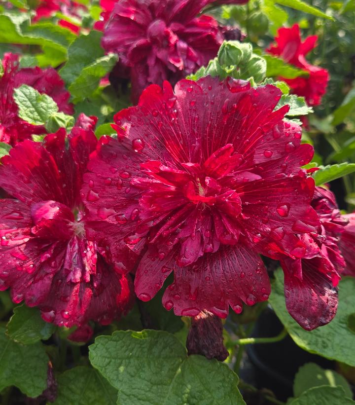 Image Credit: Prides Corner Farms