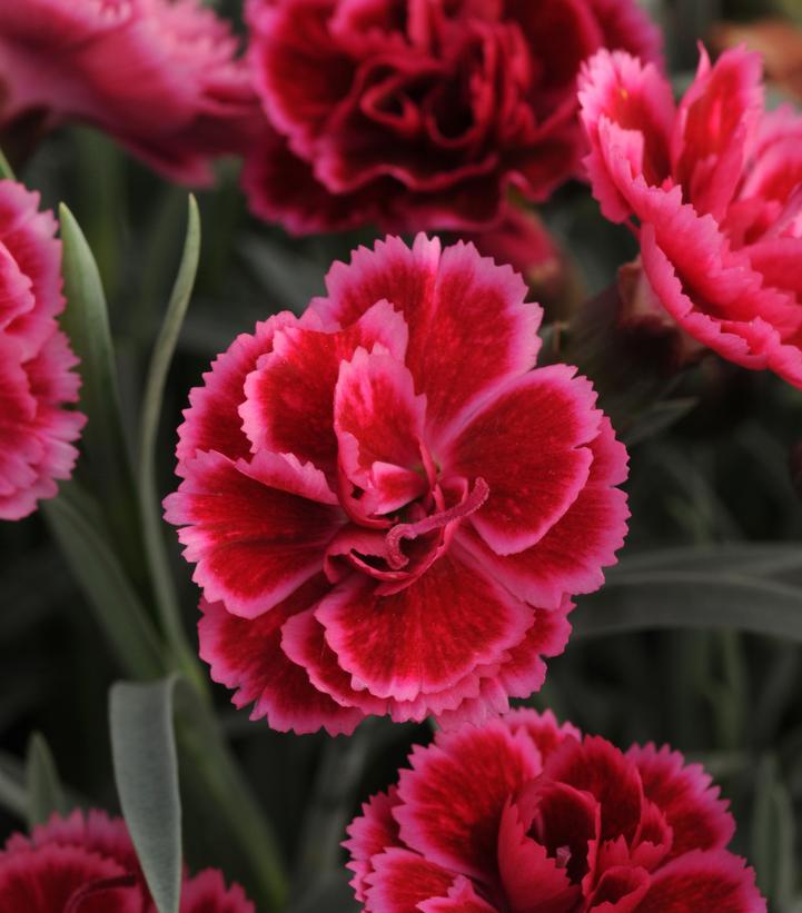 Image Credit: Ball Horticultural