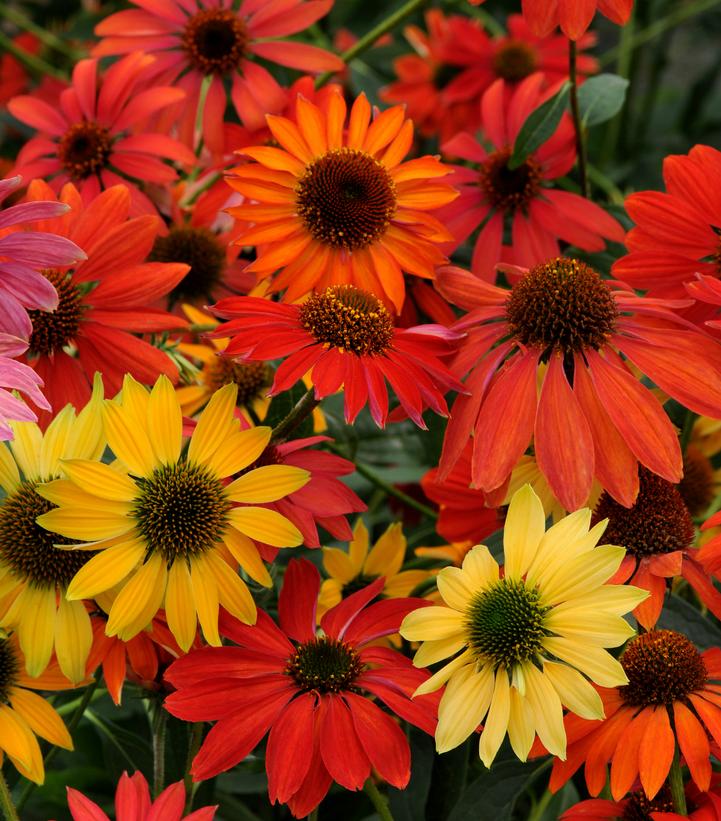 Image Credit: Flora Select