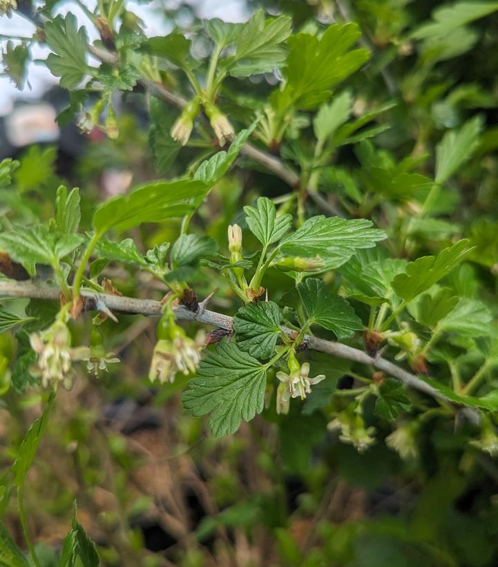 Image Credit: Prides Corner Farms