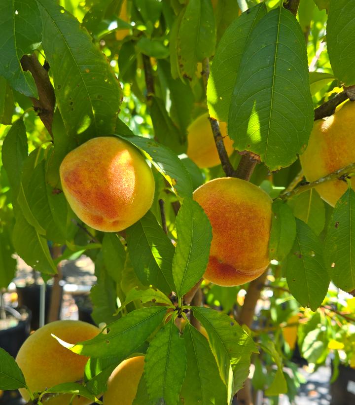 Image Credit: Prides Corner Farms