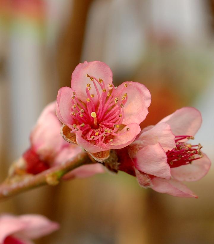 Image Credit: Prides Corner Farms