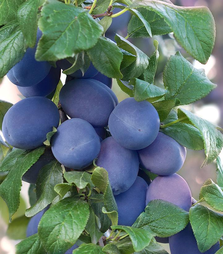 Image Credit: Adobe Stock Images
