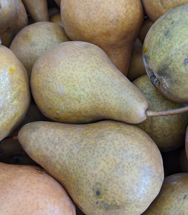 Image Credit: Prides Corner Farms