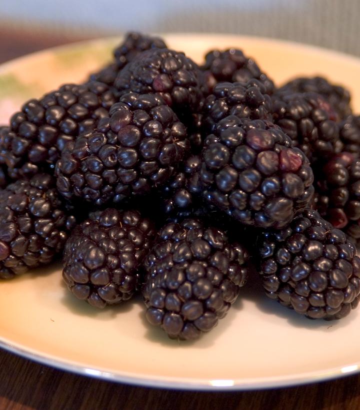 Image Credit: Bailey Nursery