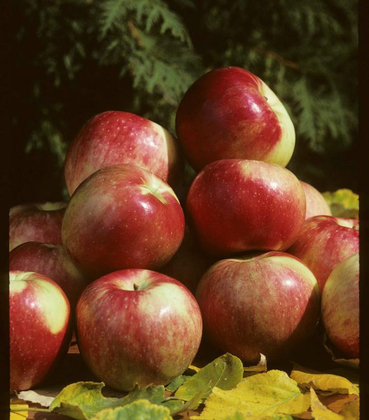 Image courtesy of Bailey Nursery