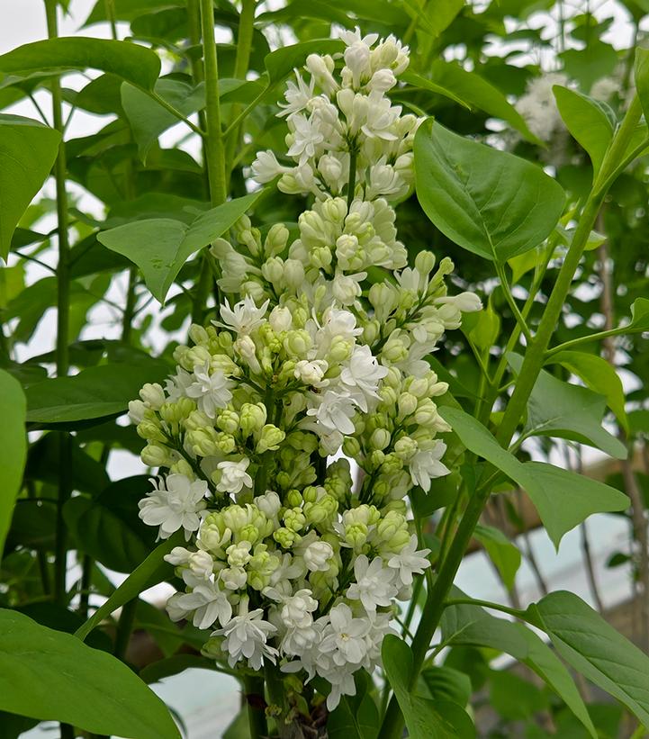 Image Credit: Prides Corner Farms