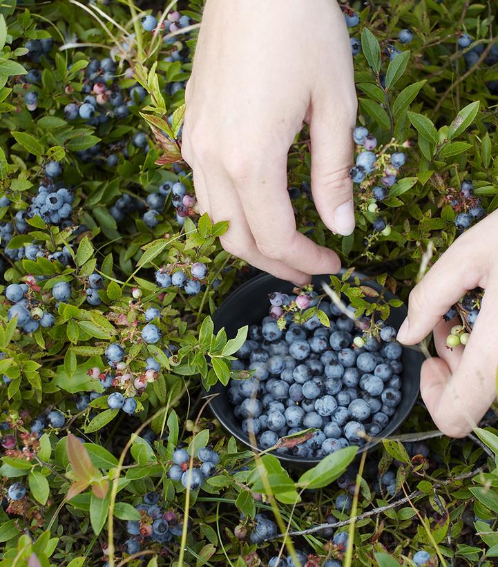 Image Credit: Shutterstock