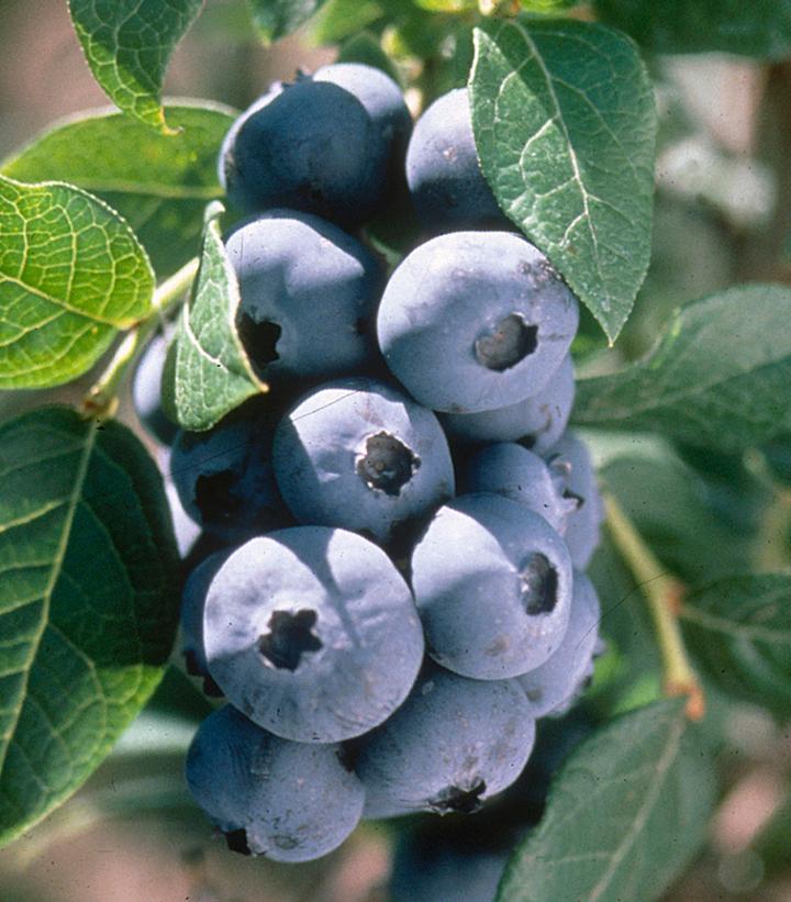 Image Credit: Bailey Nurseries