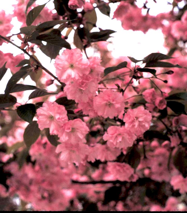 Image Credit: Bailey Nurseries