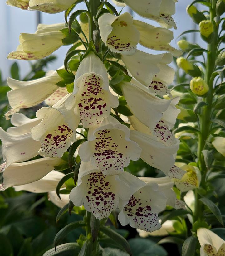 Image Credit: Prides Corner Farms