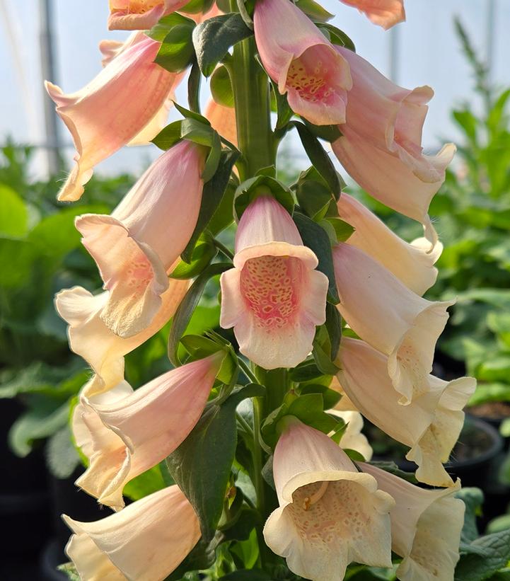 Image Credit: Prides Corner Farms