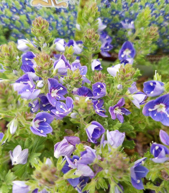 Image Credit: Prides Corner Farms