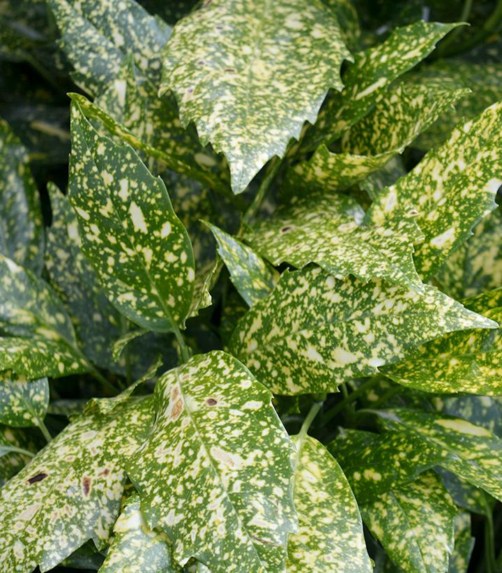 Image Credit: Prides Corner Farms